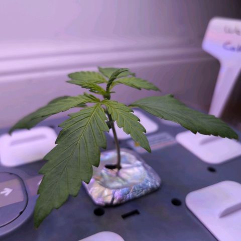 Hydro Pony growlog timeline photo