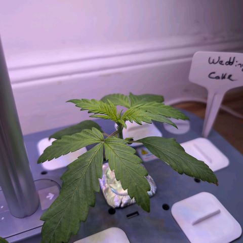 Hydro Pony growlog timeline photo