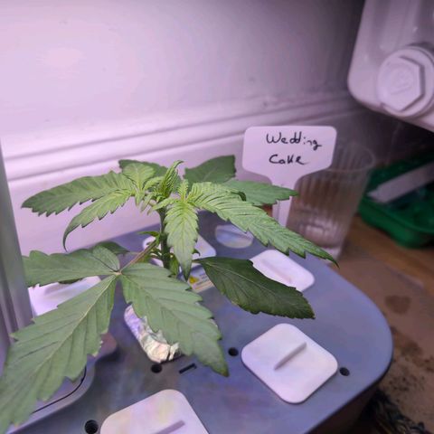 Hydro Pony growlog timeline photo