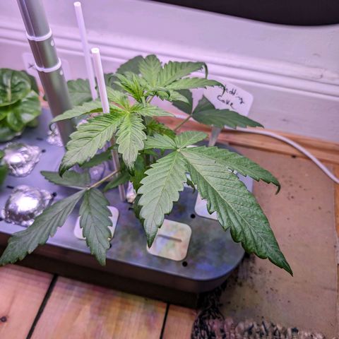 Hydro Pony growlog timeline photo