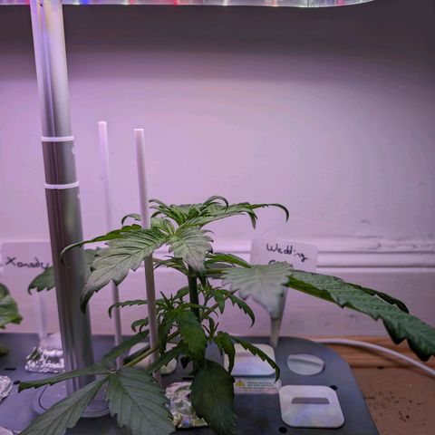 Hydro Pony growlog timeline photo