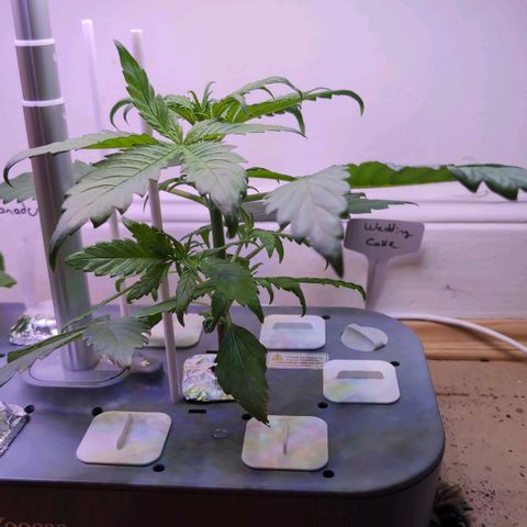 Hydro Pony growlog timeline photo