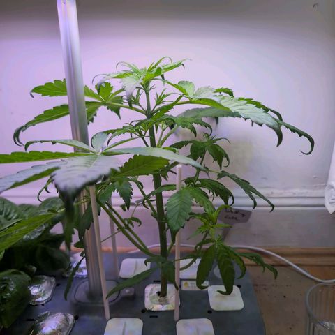 Hydro Pony growlog timeline photo