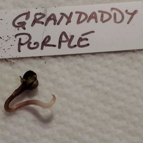 Grandaddy Purple growlog photo: Photo of taproot, before transplanting to soil