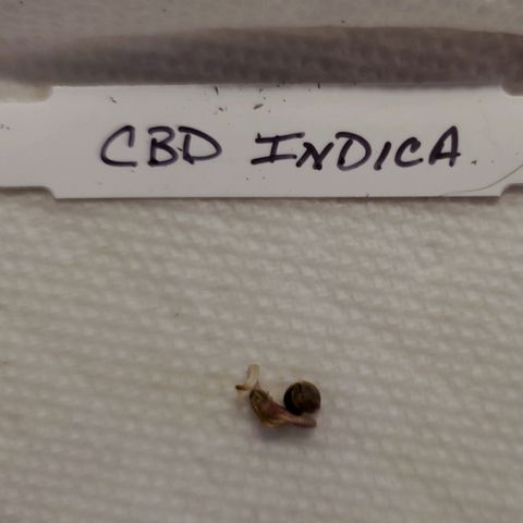 CBD Fast Indica growlog photo: Photo of taproot, before transplanting to soil