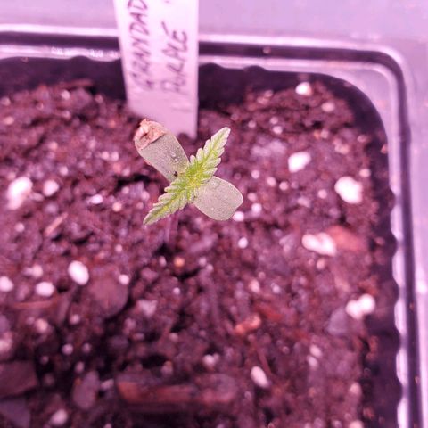 Grandaddy Purple growlog photo: So far, so good.