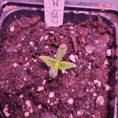 CBD Fast Indica growlog photo: So far, so good