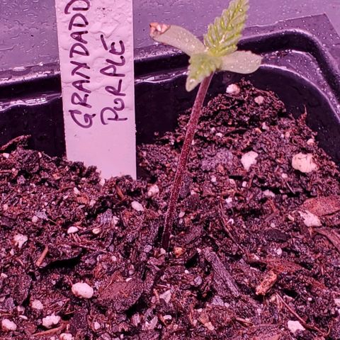 Grandaddy Purple growlog timeline photo
