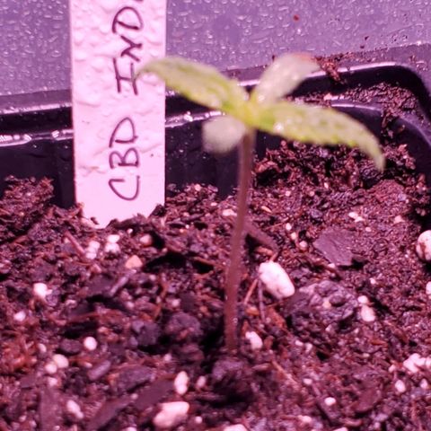 CBD Fast Indica growlog timeline photo