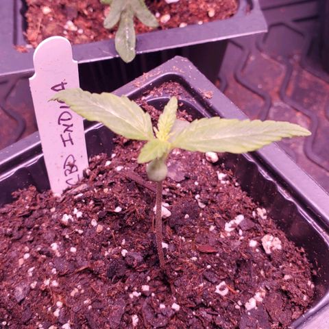 CBD Fast Indica growlog timeline photo