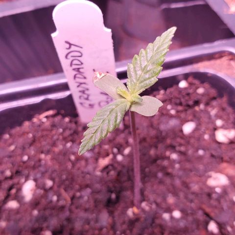 Grandaddy Purple growlog timeline photo