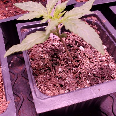 CBD Fast Indica growlog timeline photo
