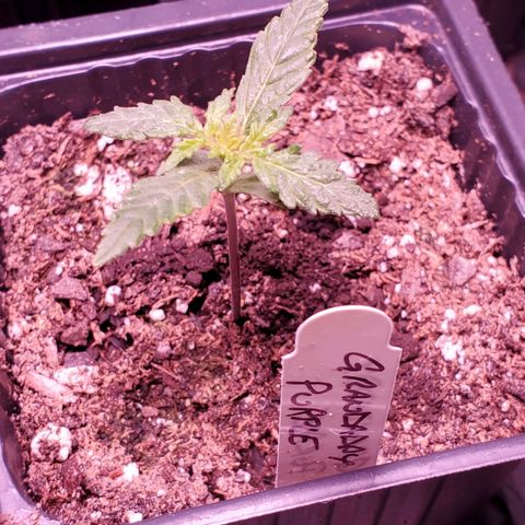 Grandaddy Purple growlog timeline photo