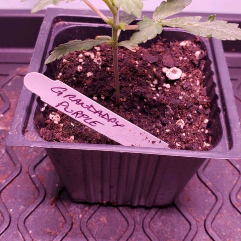 Grandaddy Purple growlog timeline photo