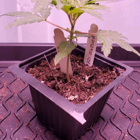 CBD Fast Indica growlog timeline photo