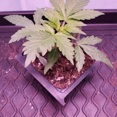 CBD Fast Indica growlog timeline photo