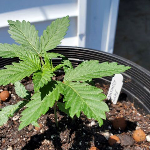 Grandaddy Purple growlog photo: Transplanted to interim container.
Should stay here about 3 weeks maybe??