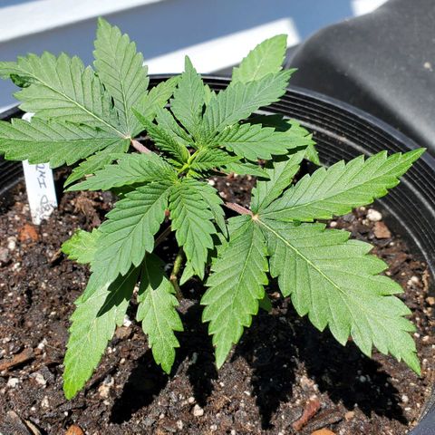 CBD Fast Indica growlog photo: After transplanting