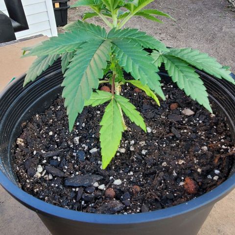 CBD Fast Indica growlog photo: Hardening off plant day 3
6 hours full sun then back to grow room