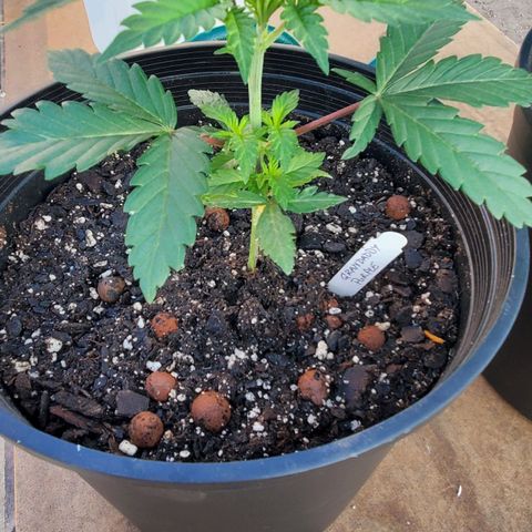 Grandaddy Purple growlog photo: Hardening off plant day 3
6 hours full sun then back to grow room.