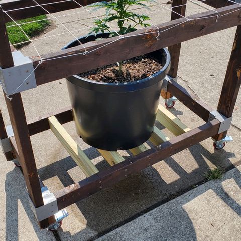 Grandaddy Purple growlog timeline photo
