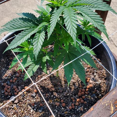 Grandaddy Purple growlog timeline photo