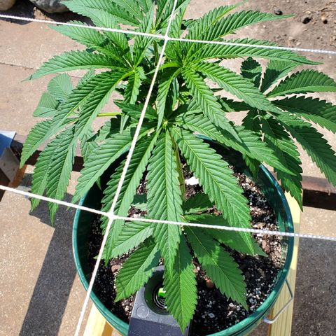 CBD Fast Indica growlog timeline photo