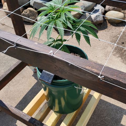 CBD Fast Indica growlog timeline photo