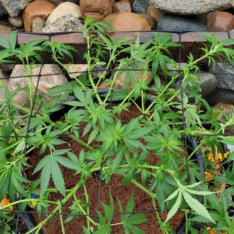 Grandaddy Purple growlog timeline photo