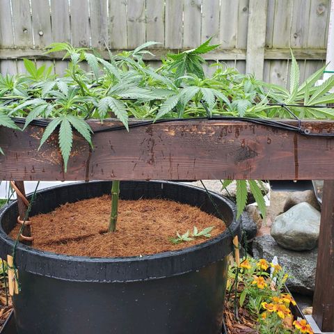 Grandaddy Purple growlog timeline photo