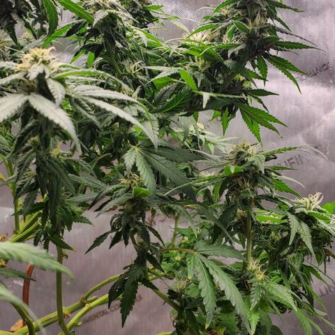 CBD Fast Indica growlog timeline photo