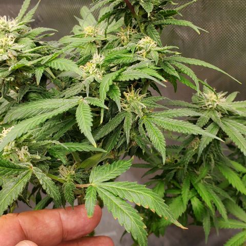 CBD Fast Indica growlog timeline photo
