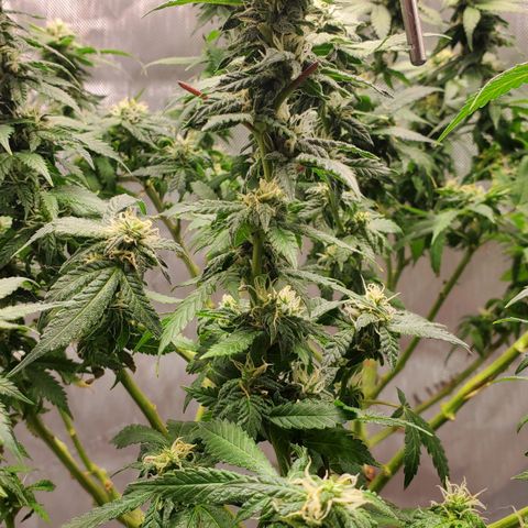 CBD Fast Indica growlog timeline photo