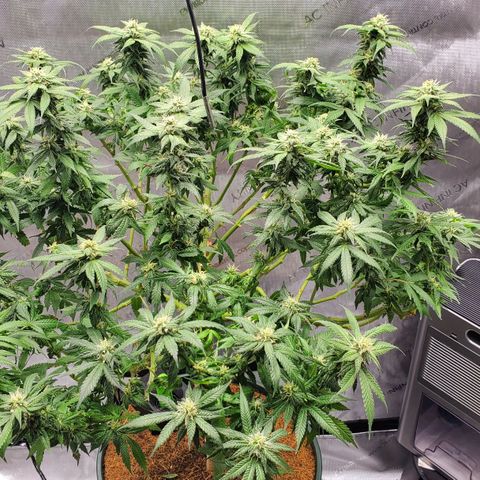 CBD Fast Indica growlog timeline photo