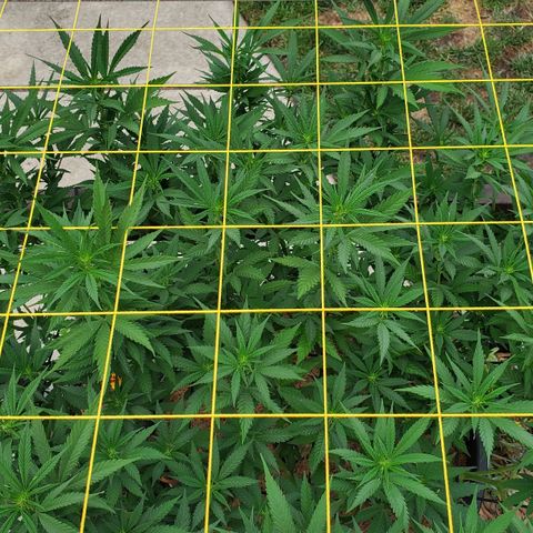 Grandaddy Purple growlog timeline photo