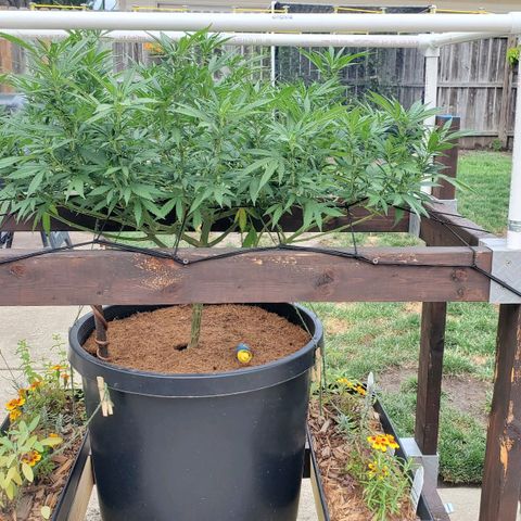 Grandaddy Purple growlog timeline photo