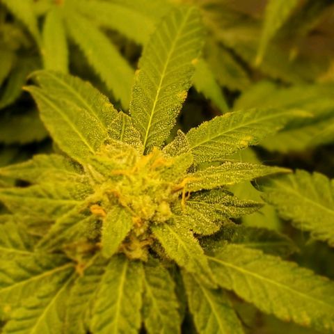 CBD Fast Indica growlog timeline photo
