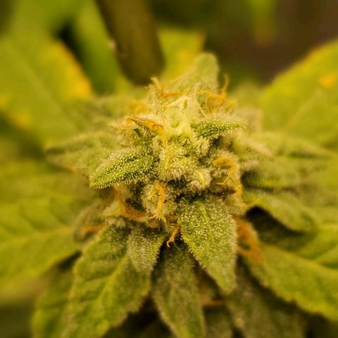 CBD Fast Indica growlog timeline photo
