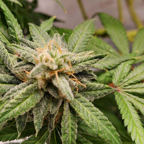 CBD Fast Indica growlog timeline photo