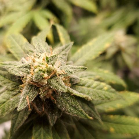 CBD Fast Indica growlog timeline photo