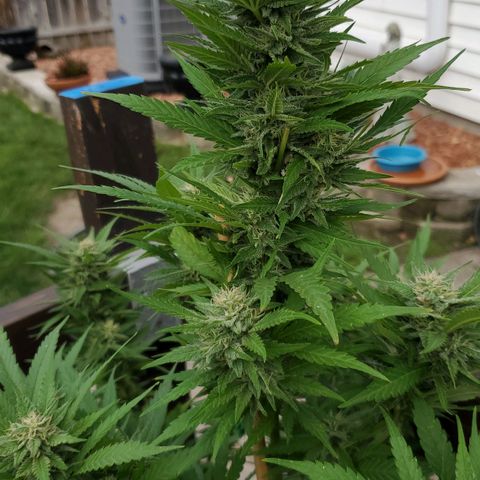 Grandaddy Purple growlog timeline photo