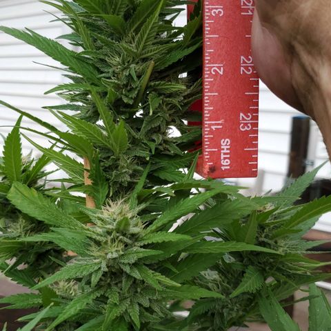 Grandaddy Purple growlog timeline photo