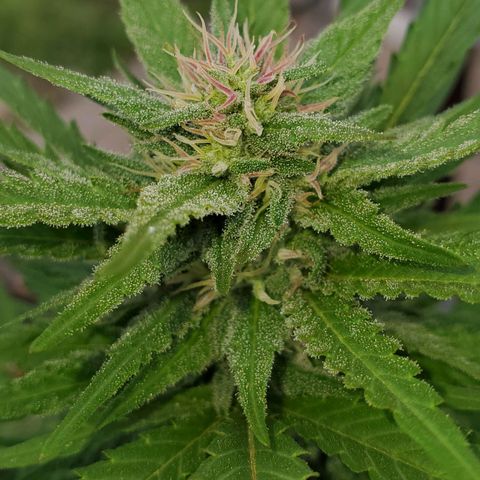 Grandaddy Purple growlog timeline photo