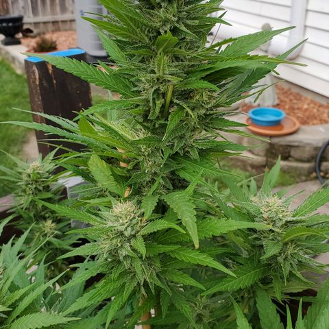 Grandaddy Purple growlog timeline photo