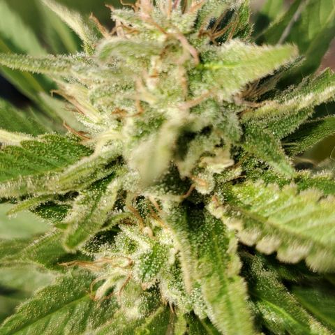 Grandaddy Purple growlog timeline photo