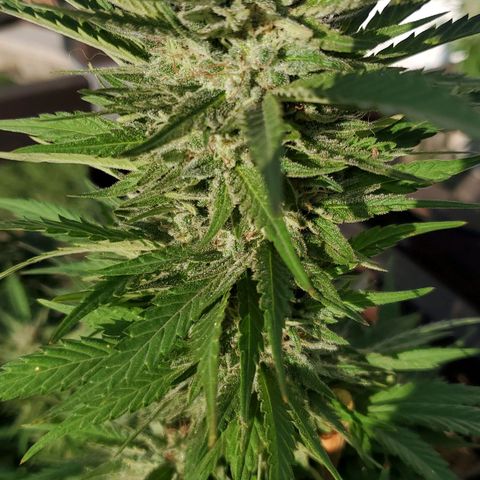 Grandaddy Purple growlog timeline photo
