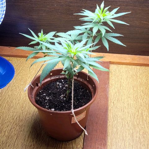 Chocowise growlog timeline photo
