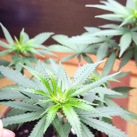 Chocowise growlog timeline photo