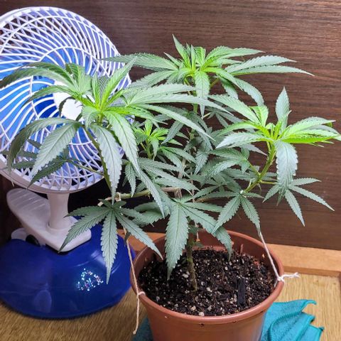 Chocowise growlog photo: O desenvolvimento das flores desacelerou. Acho que tá muito calor do grow, botei ela mais pra perto do ventilador e vou mudar o exaustor de lugar