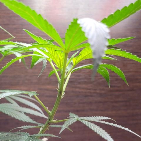 Chocowise growlog timeline photo